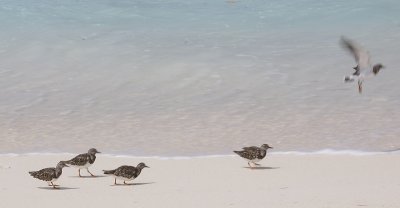 Ruddy Turnstones, Aldabra OZ9W0175