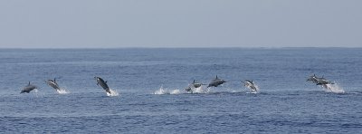 Spinner Dolphins, Seychelles OZ9W9304a