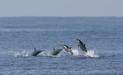 Spinner Dolphins, Seychelles OZ9W9305a