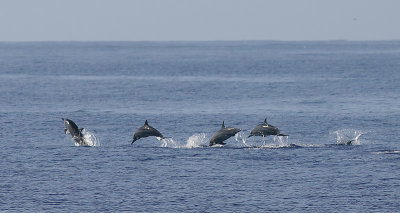 Spinner Dolphins, Seychelles OZ9W9321