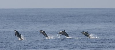 Spinner Dolphins, Seychelles