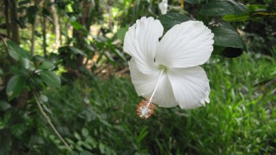 Flower, Mayotte IMG_1013