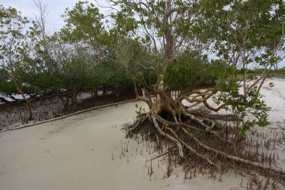 Nacole Gardens mangrove, Pemba OZ9W0214