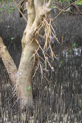 White mangrove, Nacole Gardens, Pemba OZ9W0217