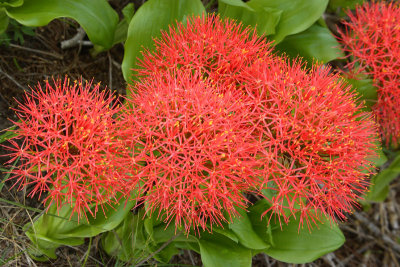 Paint-brush Lilly, Nacole Gardens, Pemba OZ9W0231