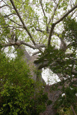 Giant Baobab, Nacole Gardens, Pemba OZ9W0235