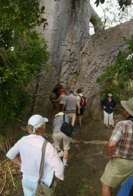 Giant Baobab, Nacole Gardens, Pemba OZ9W0237