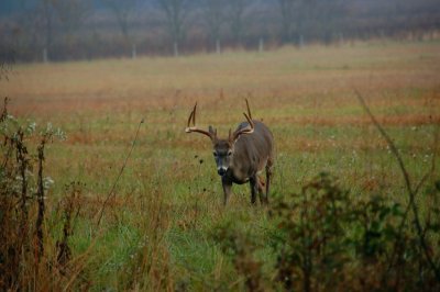 Whitetail World in Cades Cove