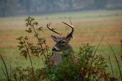 Cades Cove Bucks