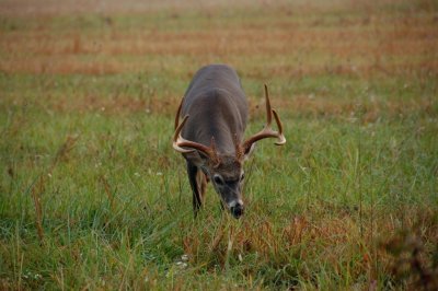 Got that nose down smelling for Does in Cades Cove
