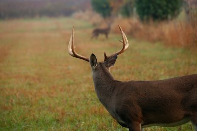 Big Buck in Cades Cove looking at a Doe during the rut