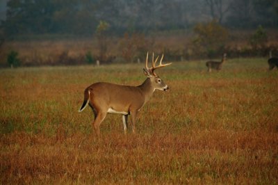Big Bucks during the rut in Cades Cove