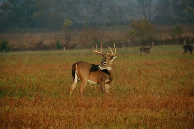 Cades Cove Whitetails By:Barry Towe Photography