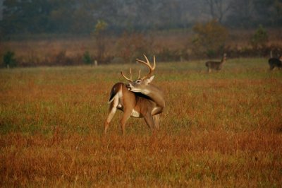 Big Bucks in Cades Cove
