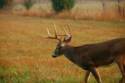 Early morning Big Bucks on the prowl for Does in Cades Cove