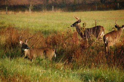 Cades Cove up and coming smaller Bucks