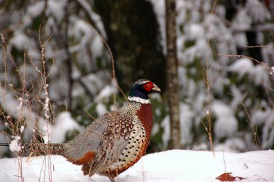 Primland Ringneck Pheasants in the snow By:Barry Towe Photography
