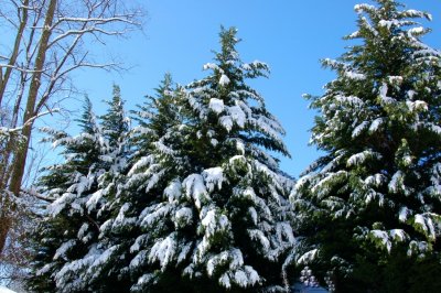 DSC_0145.jpg