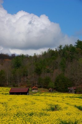 2012 Spring Bloom on old farm place in Patrick County,Va.{Barry Towe Photography}