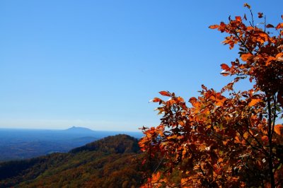 DSC_7924.jpg