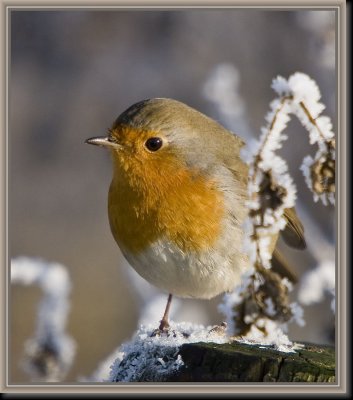 Roodborst1. jpg.JPG