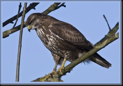 Buizerd. jpg.JPG