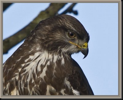 Buizerd2.jpg.JPG