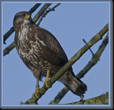 Buizerd1. jpg.JPG