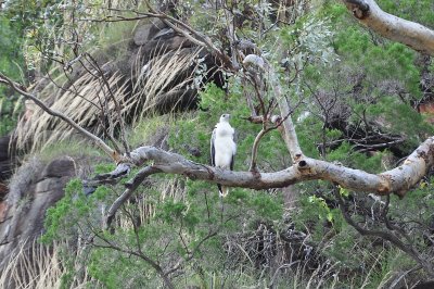 White Sea Eagle on the Sale River