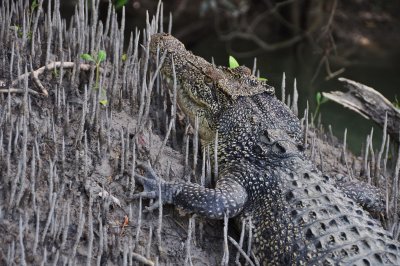 Saltie asleep amongst the mangroves