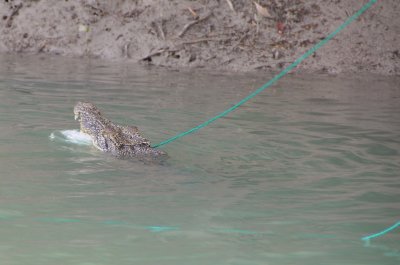 Croc attacking our crab net float