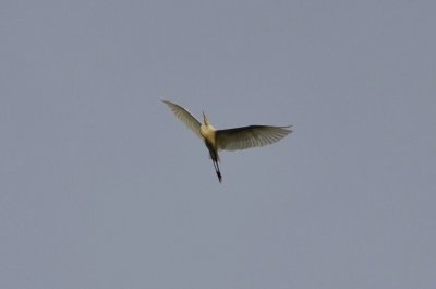White Heron in flight