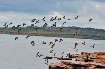 Pied Oyster Catchers in flight