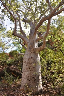 Kununurra Boab