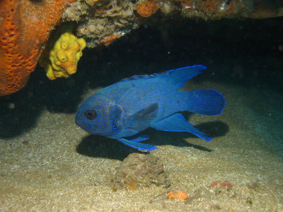 Blue Devil Fish