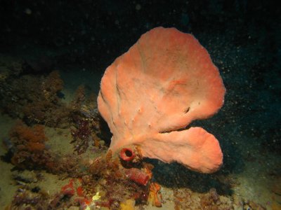 Great soft coral