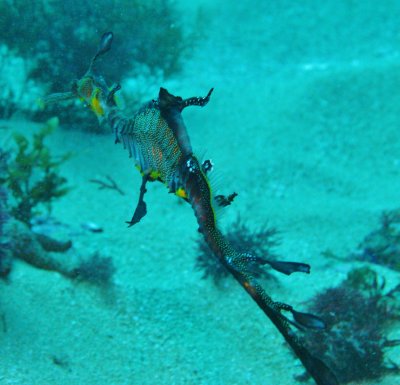 Weedy Sea Dragon