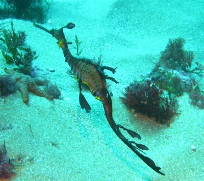 Weedy Sea Dragon