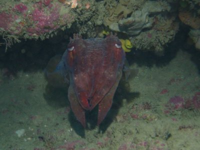 Cuttlefish - Labyrinth Reef
