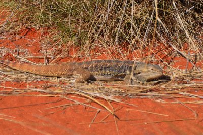 Bush Tucker; Batton Hill