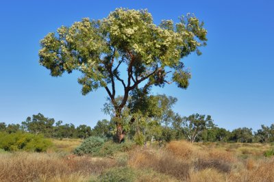Coolabah Tree in bloom