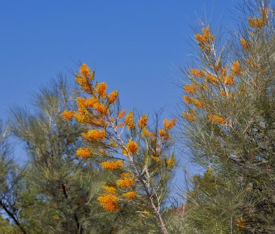 Grevillea