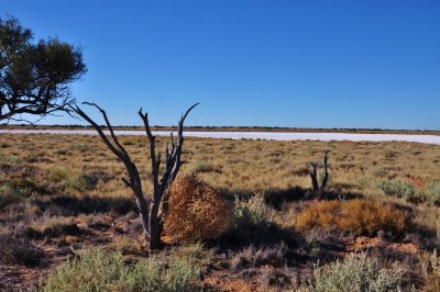 Spinifex, Gidgee, Tumbleweed and Salt Lake on the QAA Line west of Peoppel Corner