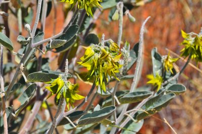 The desert in bloom