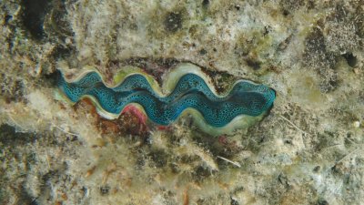 Juvenille Giant Clam