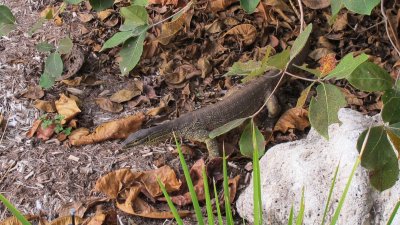 Gould's goanna - Lizard Island's 'lizards'