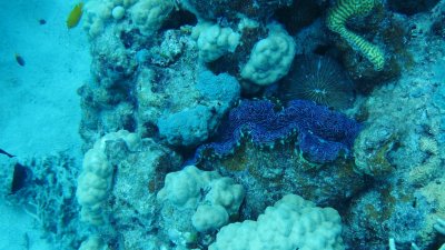 Giant Clam near North Direction Island