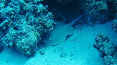 Blue Spotted Ray