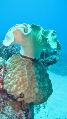 Soft Coral at North Direction Island