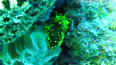 Nudibranch